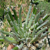 Senecio scaposus