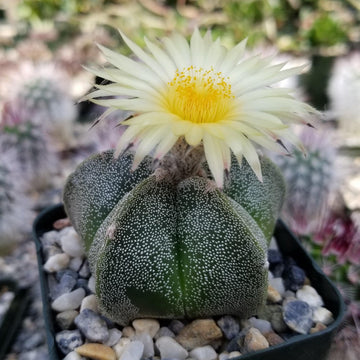 Shop 'Bishops Cap Cactus - Astrophytum myriostigma' Care and Info