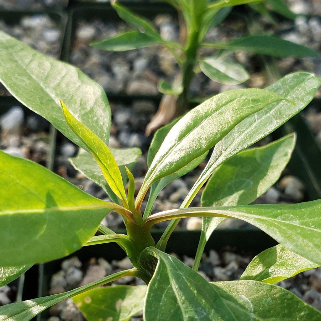 Fouquieria macdougalii