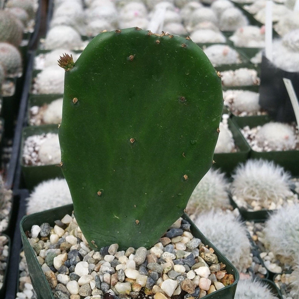 Opuntia Emerald wave