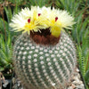 Notocactus or Parodia scopa