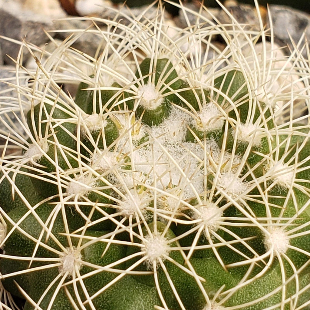 Discocactus arneispinus