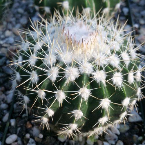 Wigginsia leprosorum