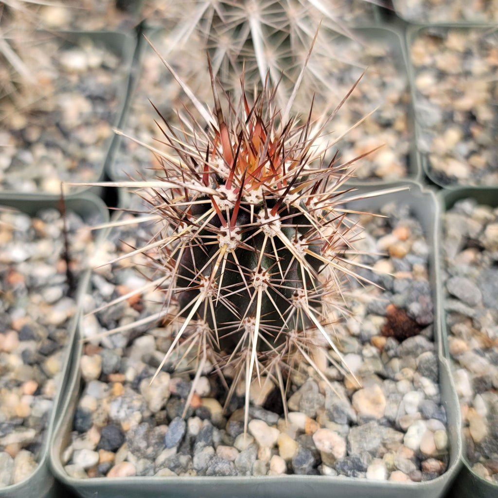 Stenocereus machaerocereus eruca