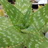 Aloe maculata – Soap Aloe