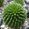 Euphorbia susannae