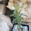 Euphorbia balsamifera