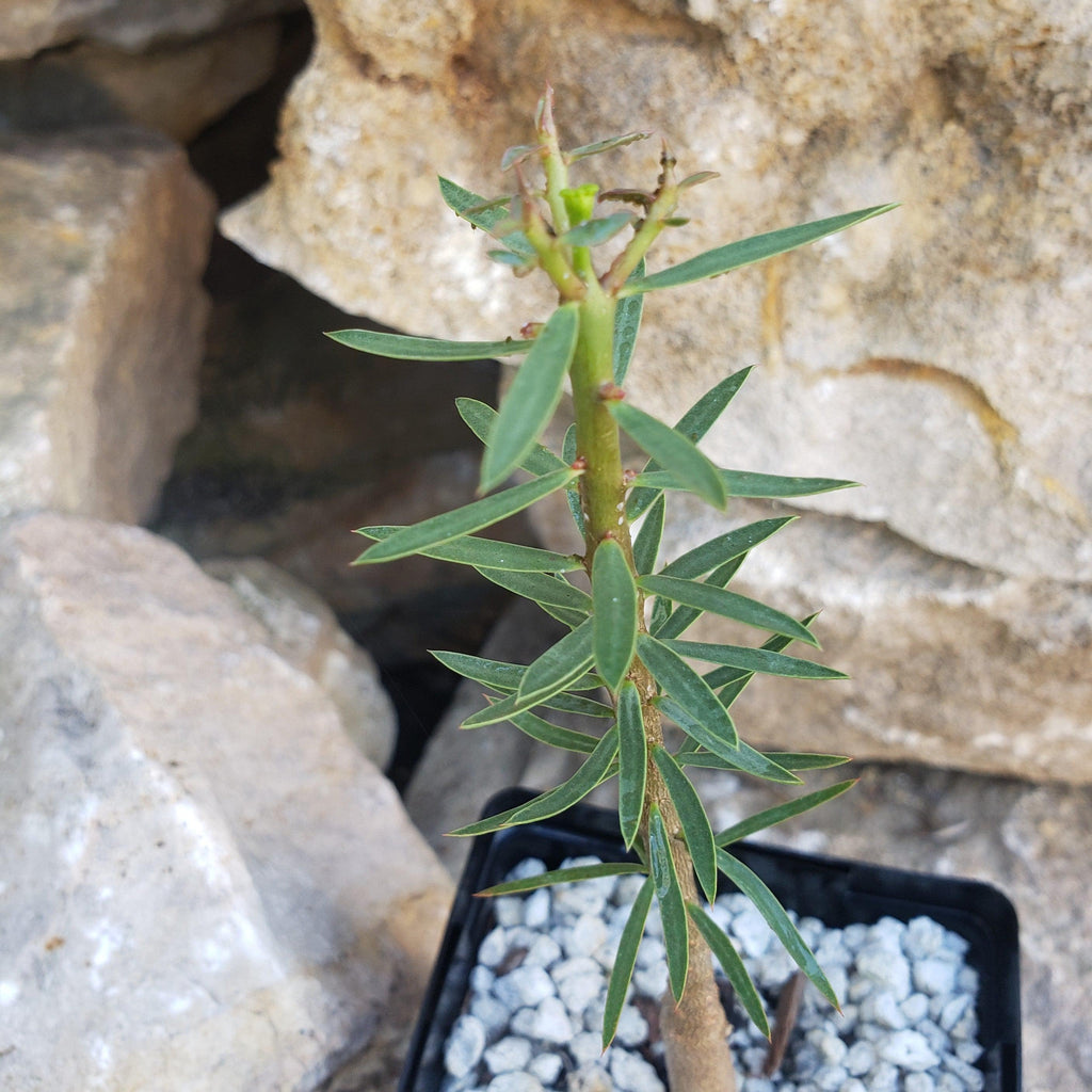Euphorbia balsamifera