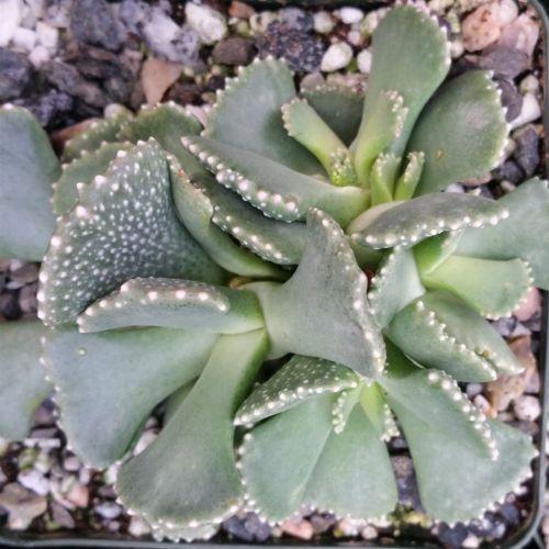giant jewel succulent Aloinopsis malherbei