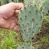 Opuntia engelmannii Pad cutting