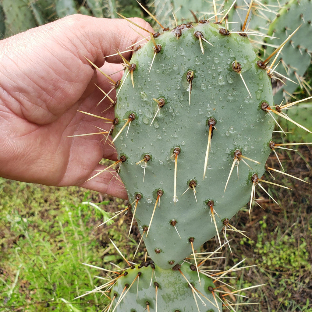 Opuntia engelmannii Pad cutting