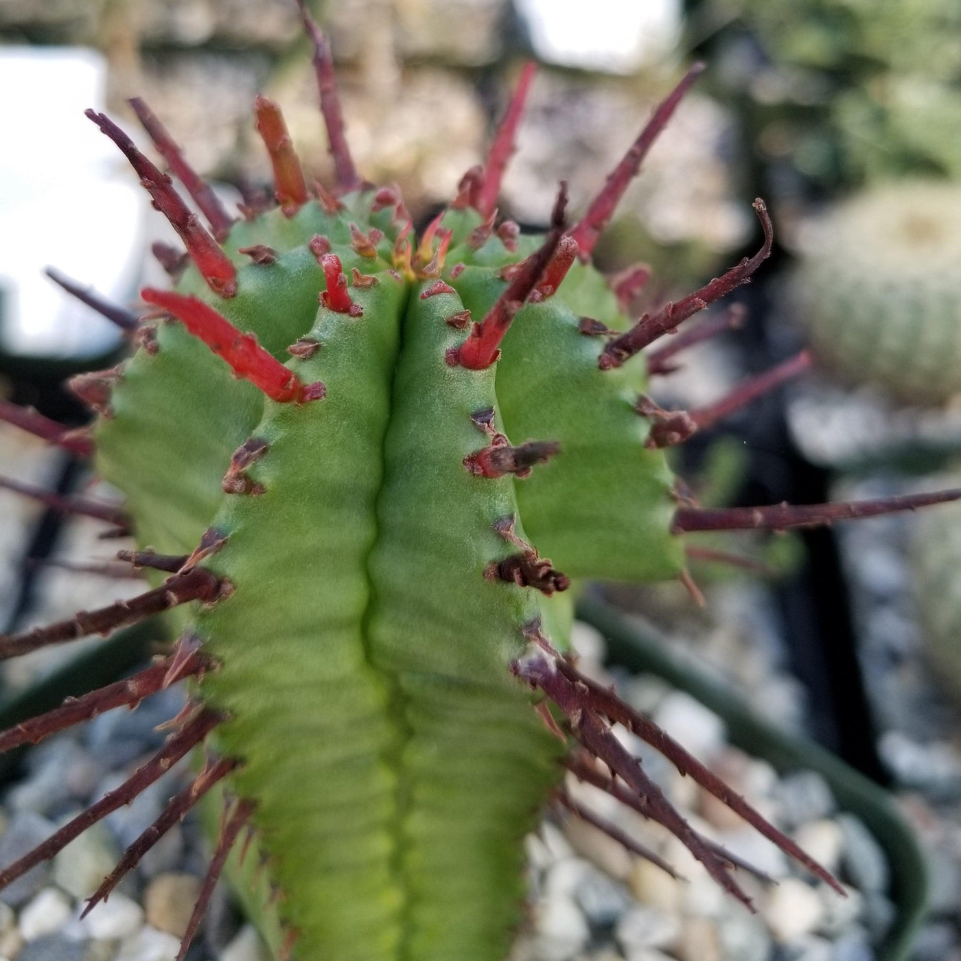 Euphorbia heptagona