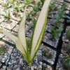 Furcraea foetida