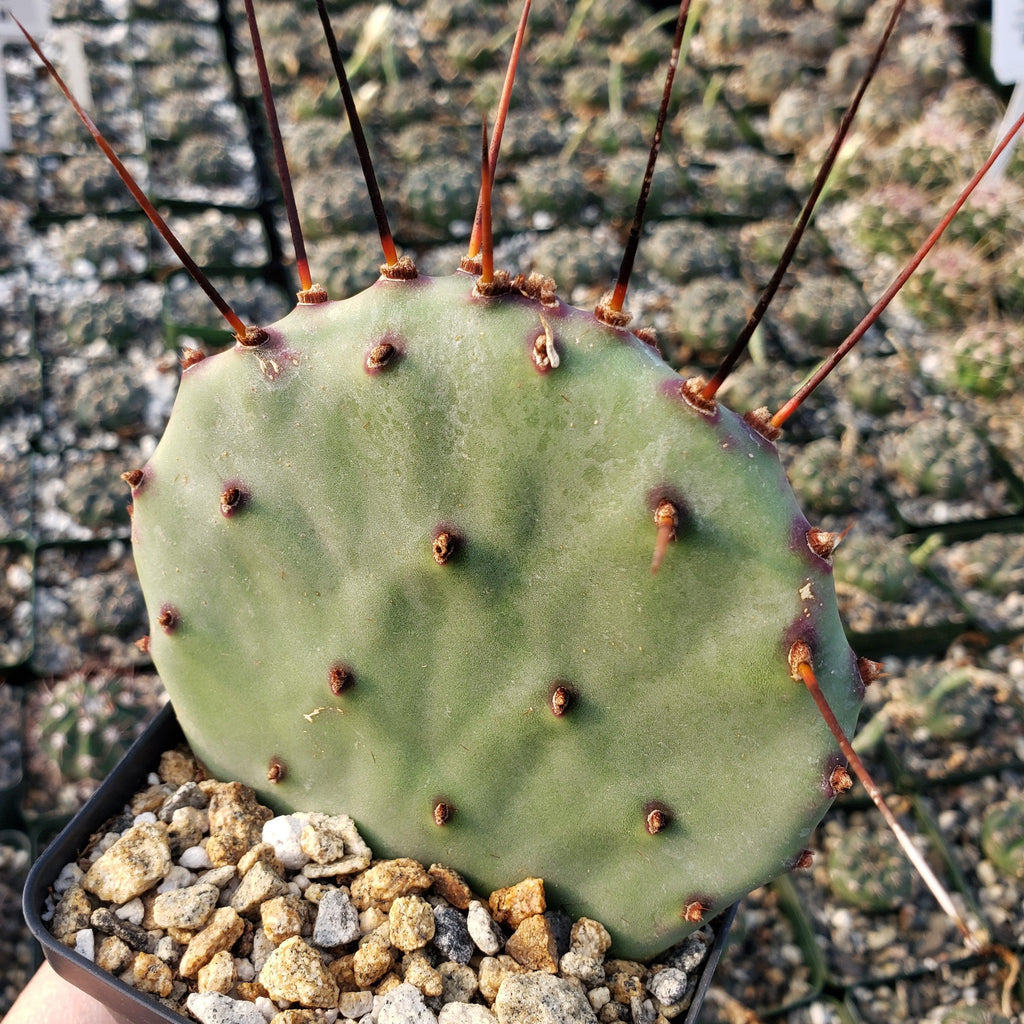 Purple Prickly Pear &