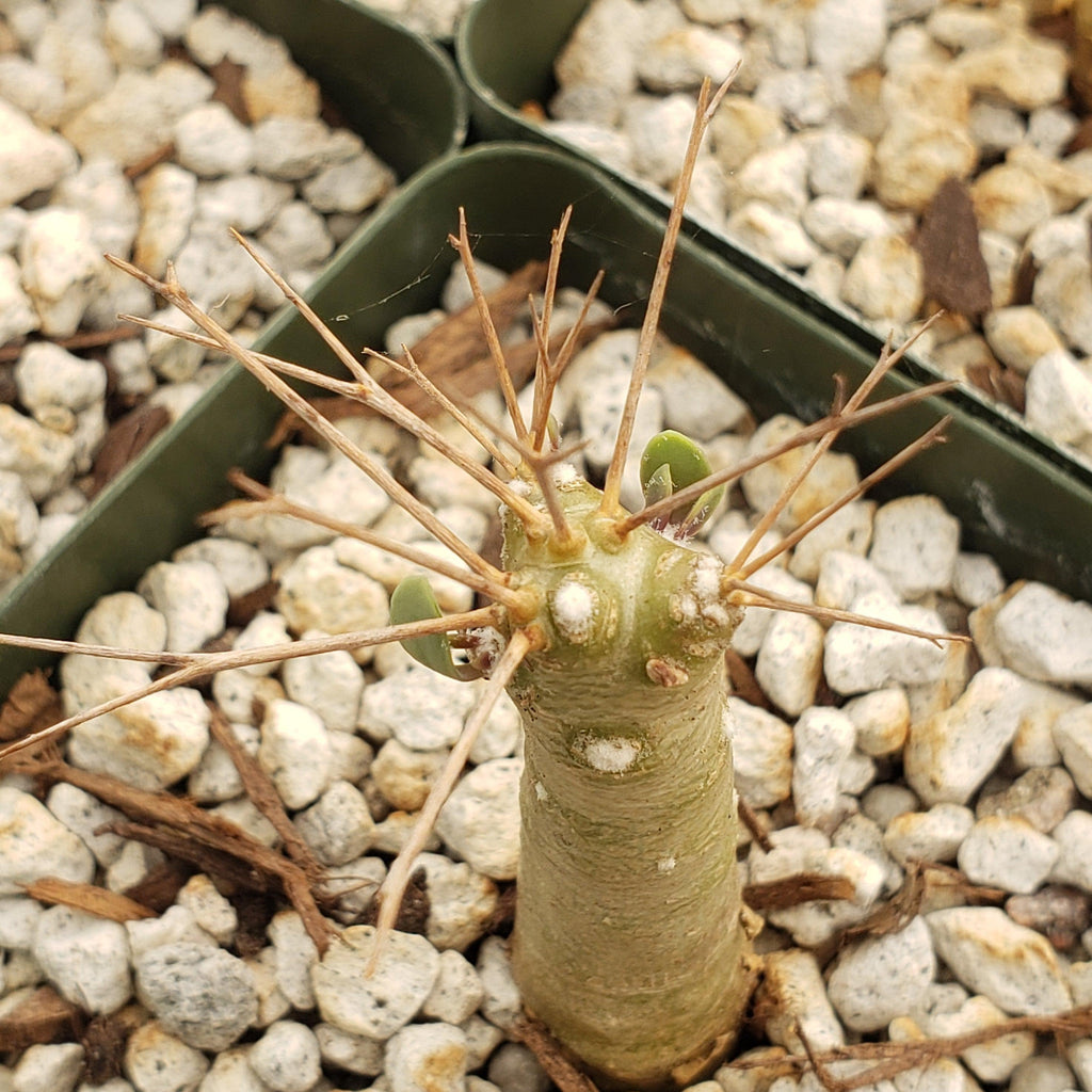 Othonna euphorbioides