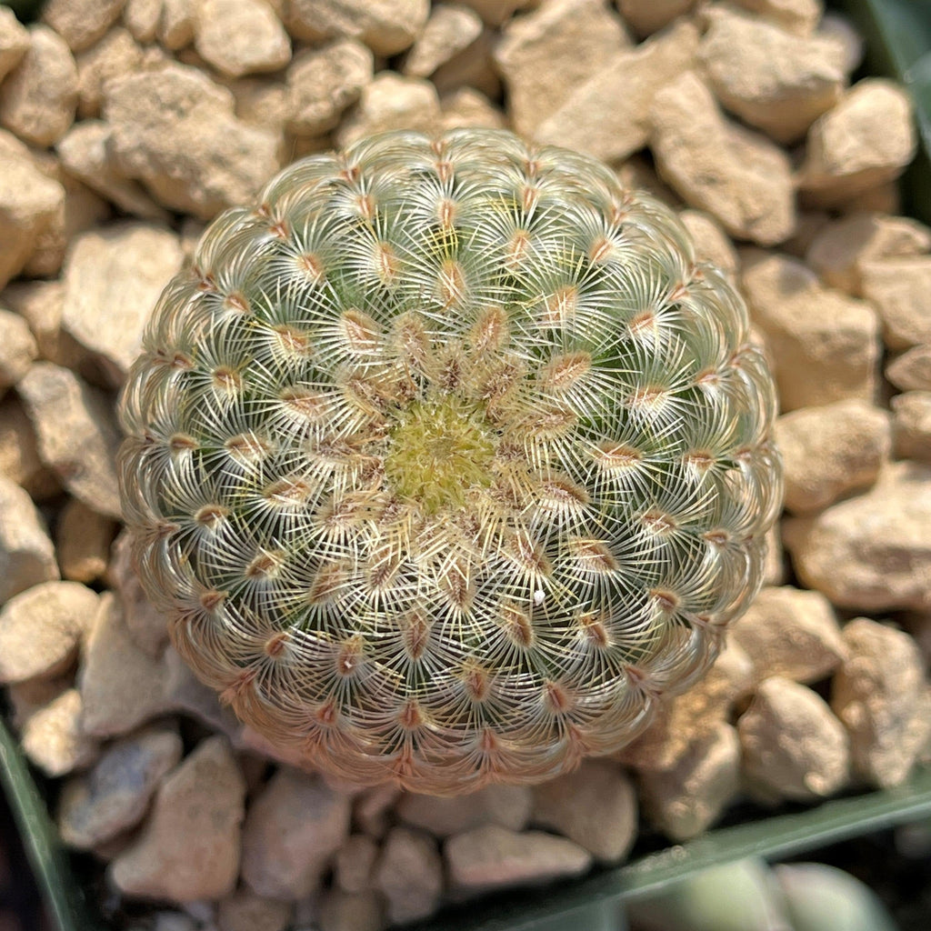 Echinocereus albiflora