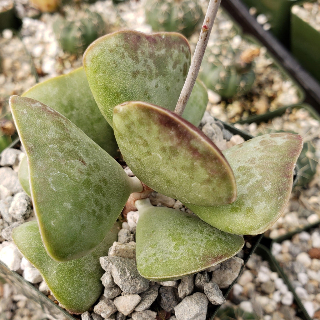 Adromischus triflorus &