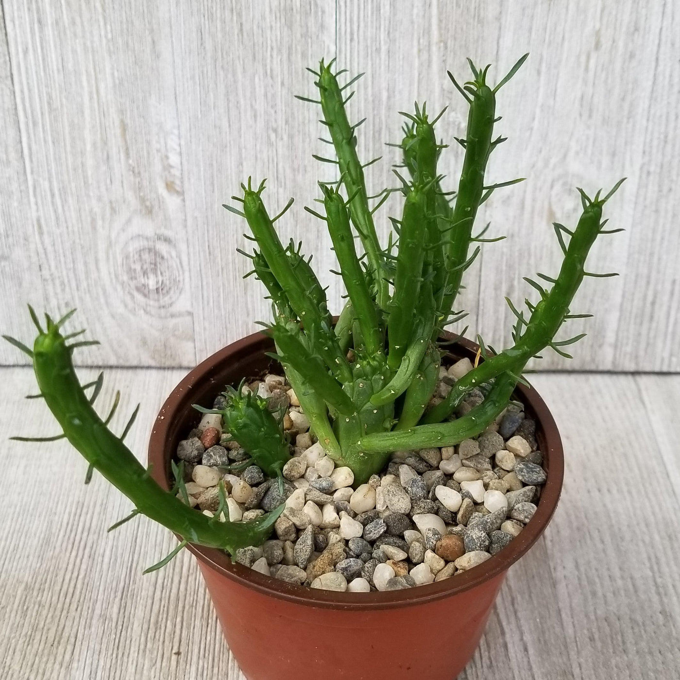 medusa plant pot Euphorbia Medusa | Unique Outdoor Succulent