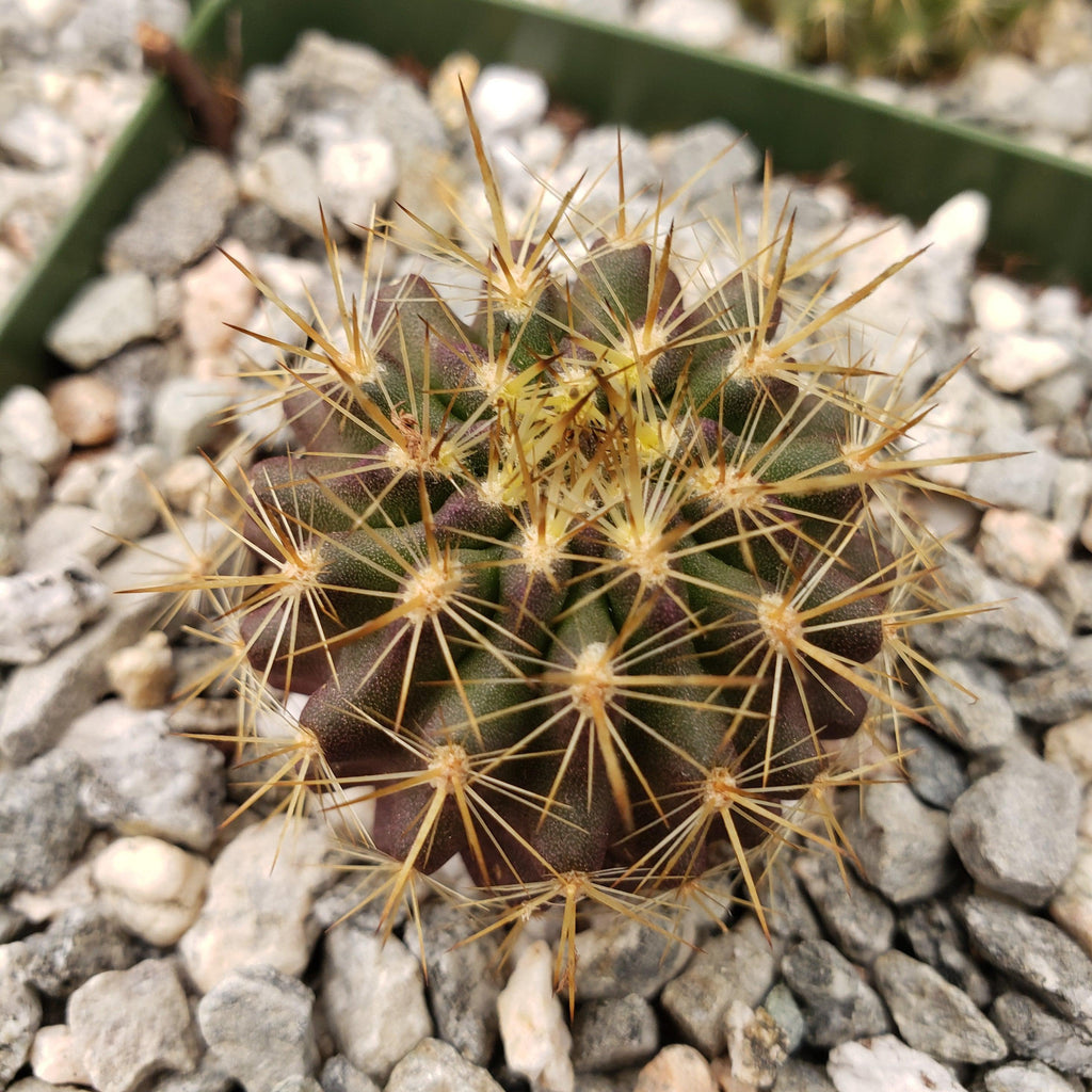 Neochilenia chilensis flaviflora