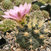 Gymnocalycium neuhuberi