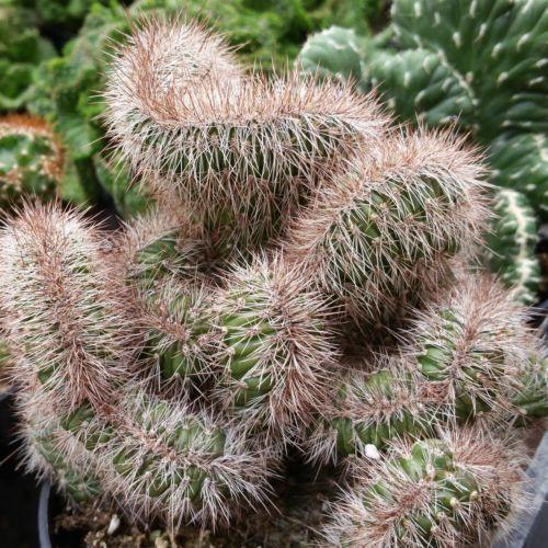 Stenocereus hollianus cristata