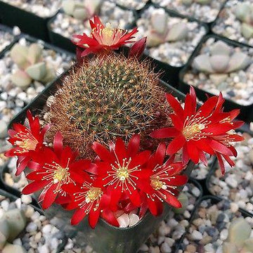 rojas succulents and cacti Shop For Rebutia Fulviseta | Mat-Forming Cactus