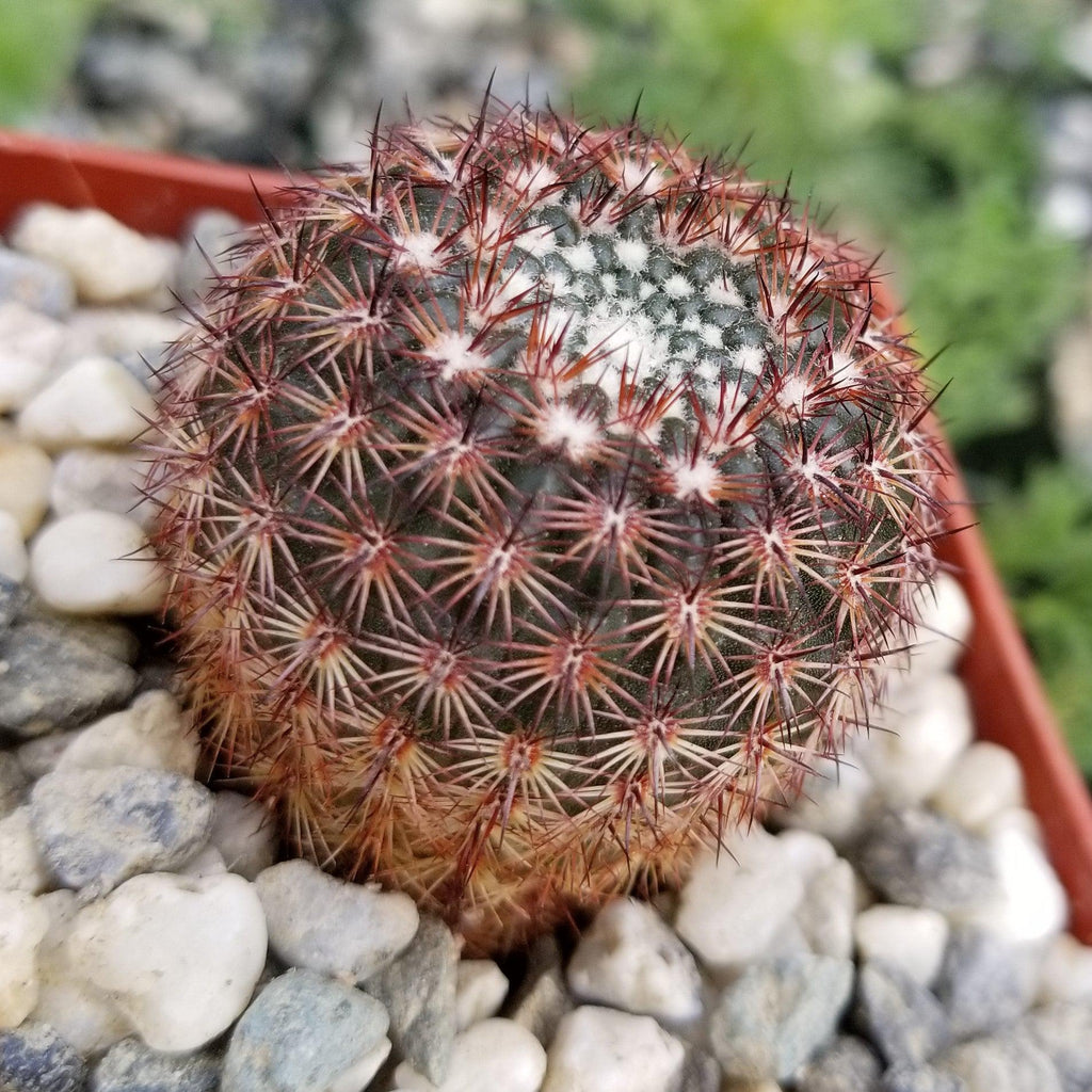 Notocactus rutilans