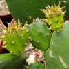 Opuntia ellisian