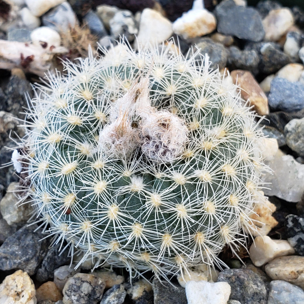 Frailea tenuissima albisetosa