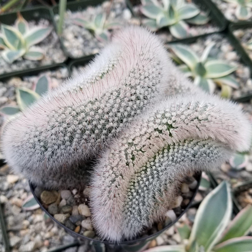 Mammillaria crest Red Cap