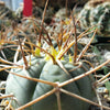 Gymnocalycium cardenasianum