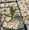 Jellyfish Head - Euphorbia stellata