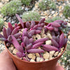 Ruby Necklace Plant &