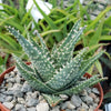 Aloe jimmy little gator