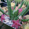 Stapelia scitula