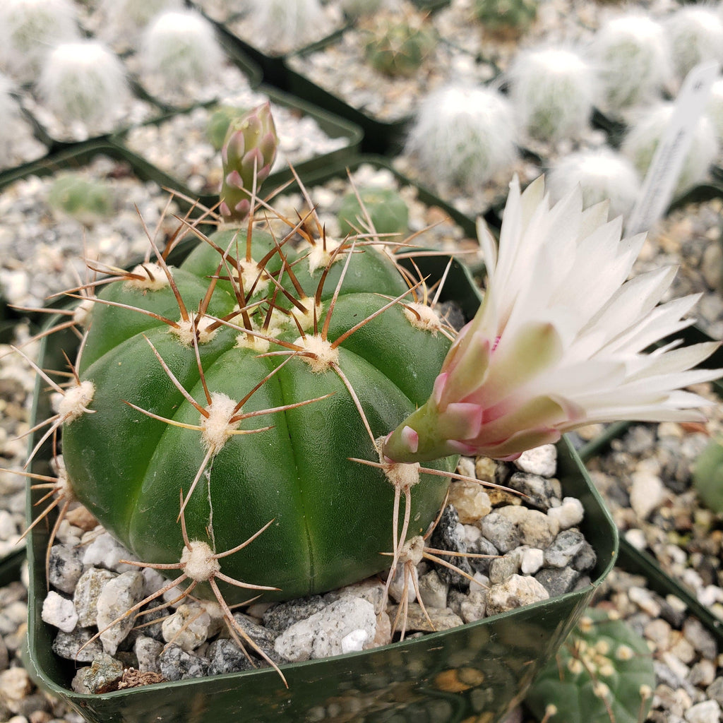 Gymnocalycium fleischerianum