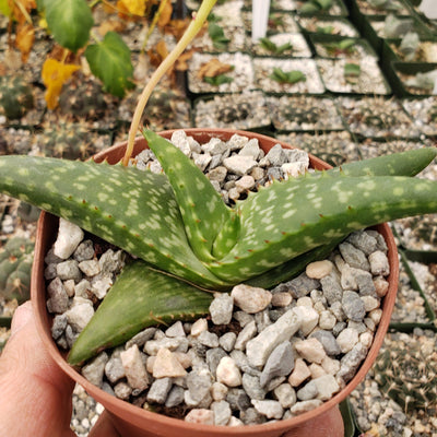 Aloe greatheadii davyana