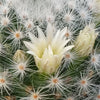 Mammillaria albicoma