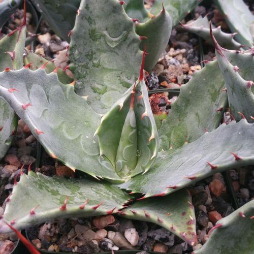 Agave colorata mescal ceniza