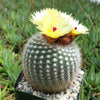 Notocactus or Parodia scopa