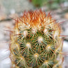 Copper King Cactus - Mammillaria elongata ‘Copper King’