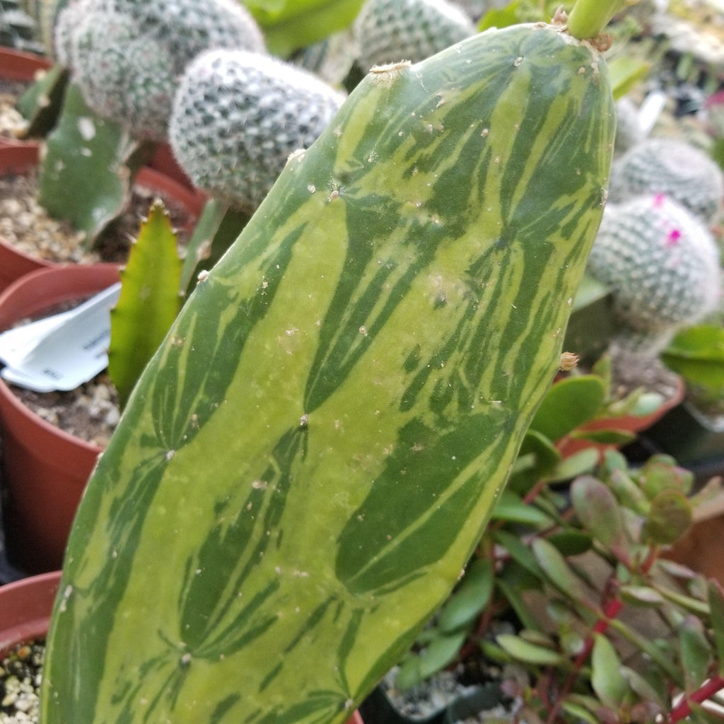 Opuntia stardust pad cutting