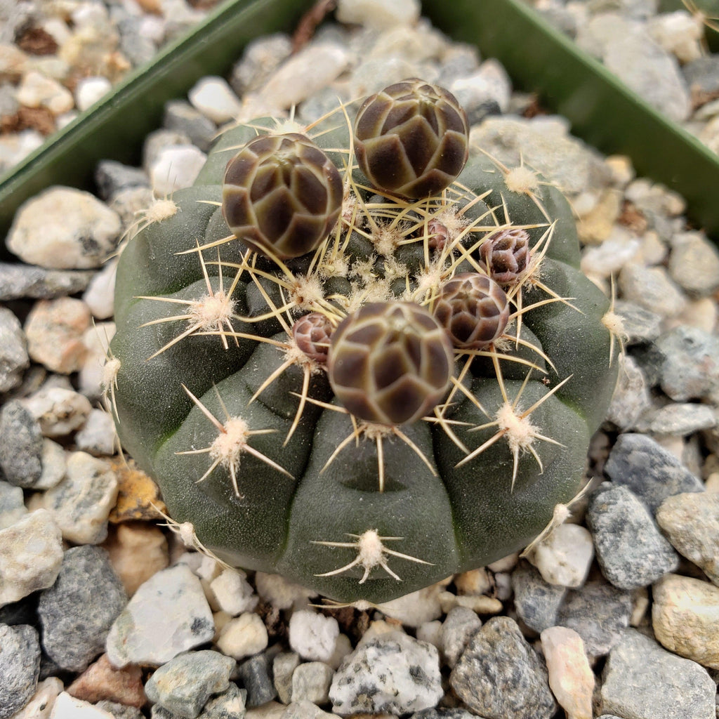 Gymnocalycium schatzlianum mackieanus