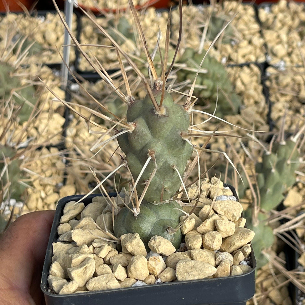 Tephrocactus aoracanthus