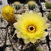 Notocactus tureczekianus