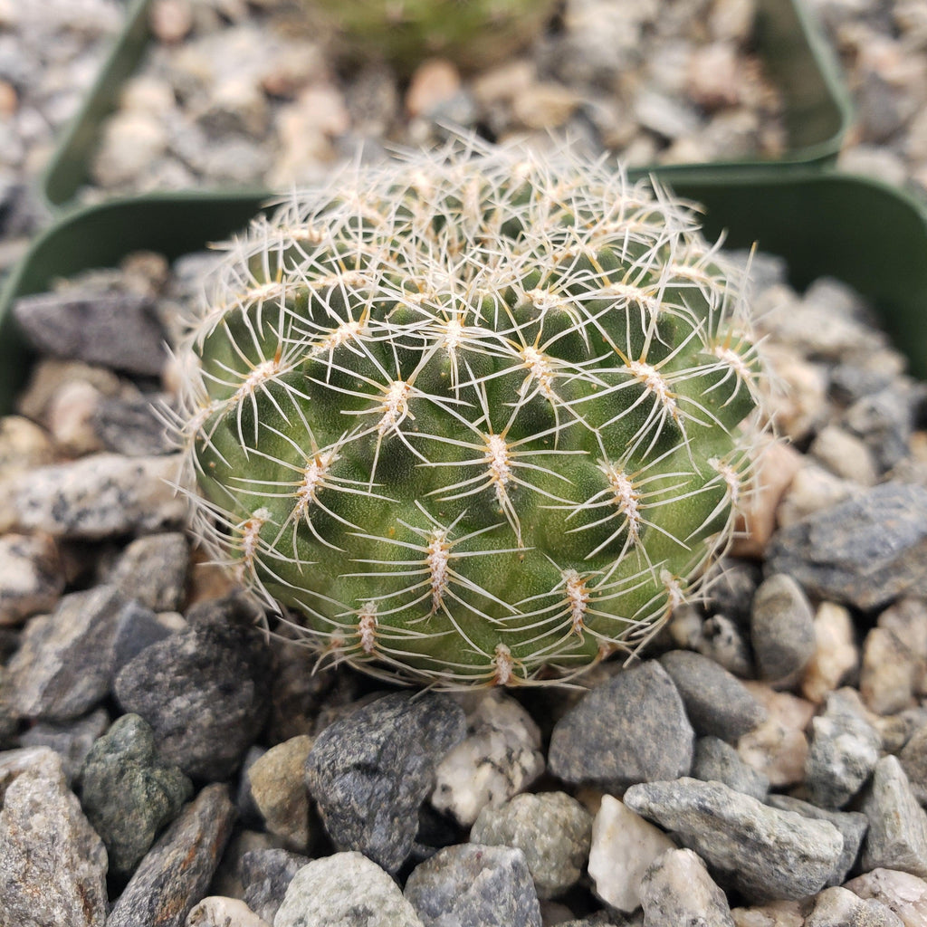 Sulcorebutia steinbachii veronikae