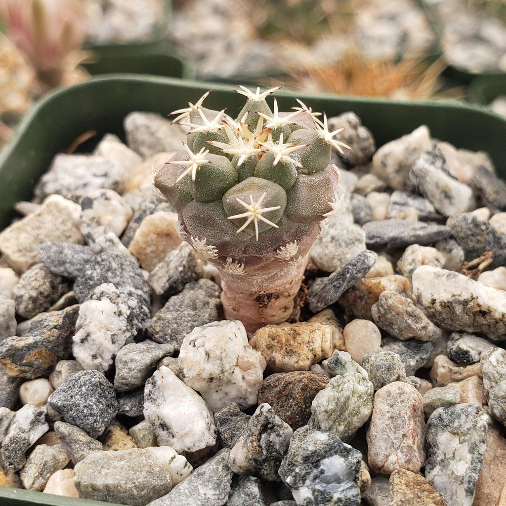 Turbinicarpus lophophoroides