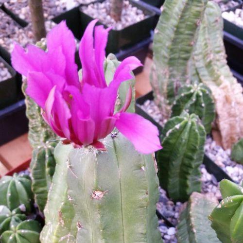 Echinocereus morricalii