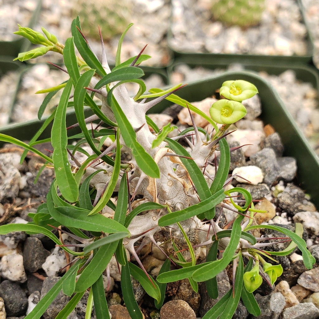 Euphorbia neobosseri