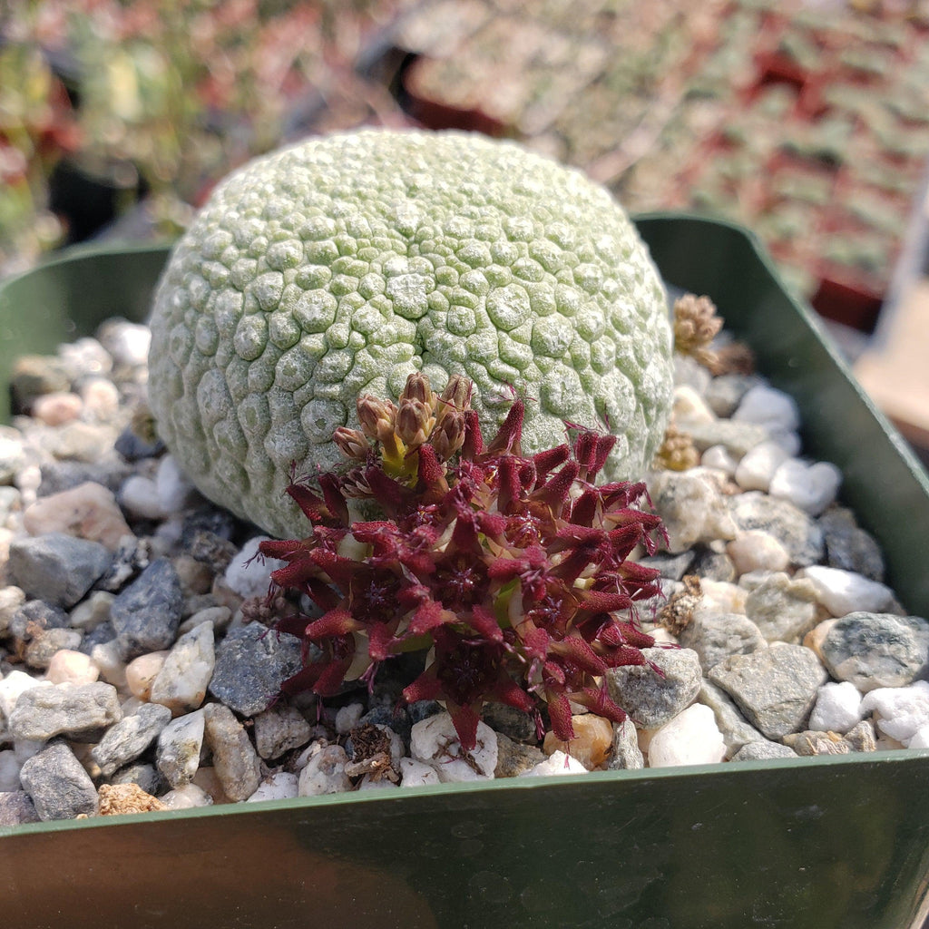 Pseudolithos migiurtinus